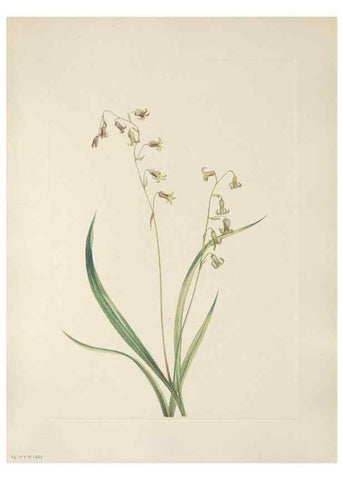 Reproducción/Reproduction 33041115848: North American wild flowers. Washington, D.C. :Smithsonian Institution,1925.. 