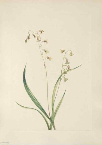 Reproducción/Reproduction 33041115848: North American wild flowers. Washington, D.C. :Smithsonian Institution,1925.. 