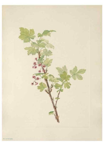 Reproducción/Reproduction 39951661943: North American wild flowers. Washington, D.C. :Smithsonian Institution,1925.. 