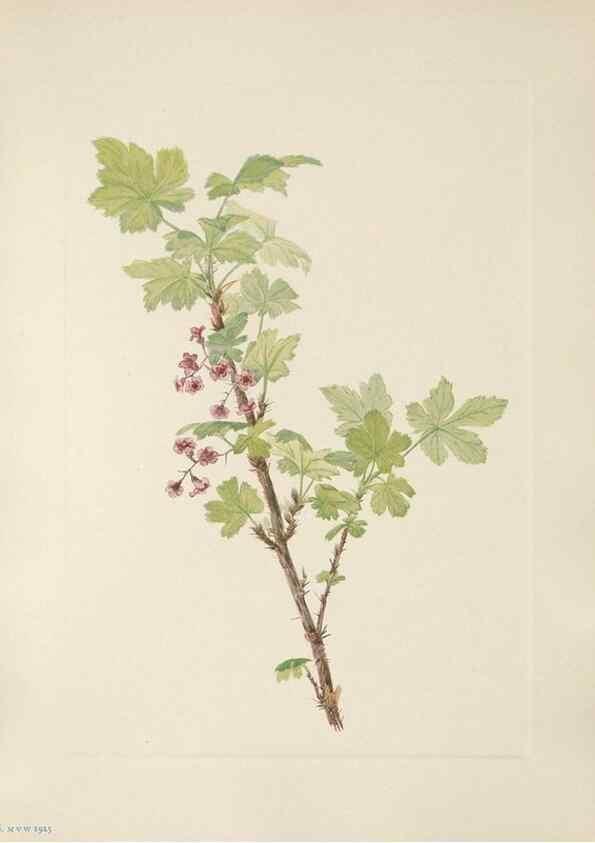 Reproducción/Reproduction 39951661943: North American wild flowers. Washington, D.C. :Smithsonian Institution,1925.. 