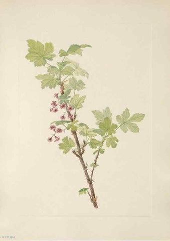 Reproducción/Reproduction 39951661943: North American wild flowers. Washington, D.C. :Smithsonian Institution,1925.. 