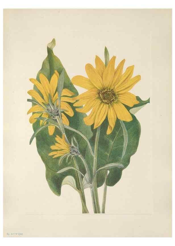 Reproducción/Reproduction 39951663853: North American wild flowers. Washington, D.C. :Smithsonian Institution,1925.. 