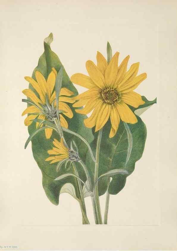 Reproducción/Reproduction 39951663853: North American wild flowers. Washington, D.C. :Smithsonian Institution,1925.. 