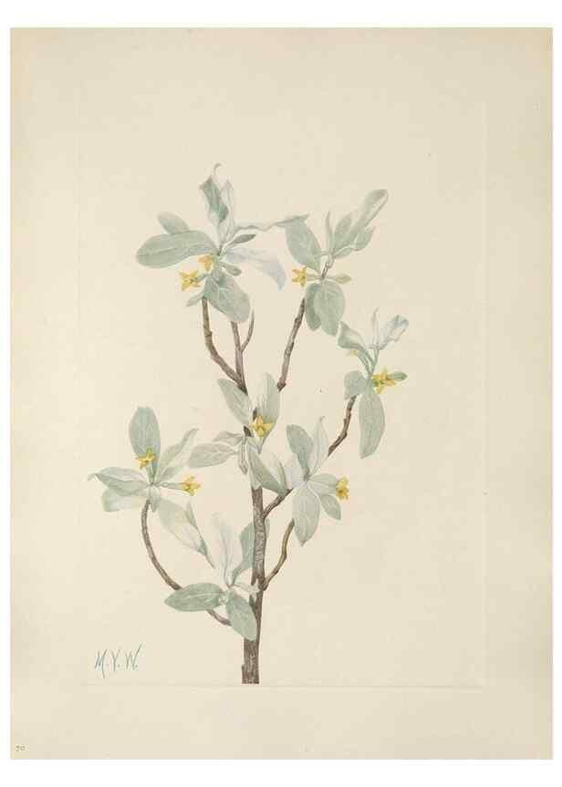 Reproducción/Reproduction 39951664473: North American wild flowers. Washington, D.C. :Smithsonian Institution,1925.. 
