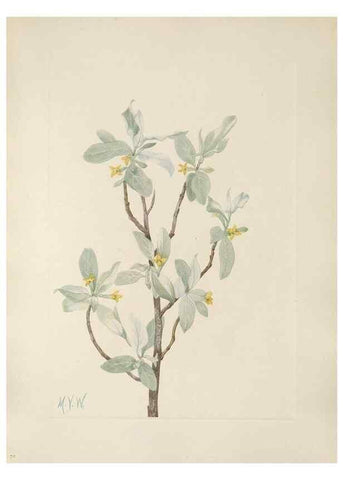 Reproducción/Reproduction 39951664473: North American wild flowers. Washington, D.C. :Smithsonian Institution,1925.. 