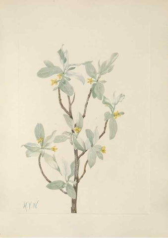 Reproducción/Reproduction 39951664473: North American wild flowers. Washington, D.C. :Smithsonian Institution,1925.. 
