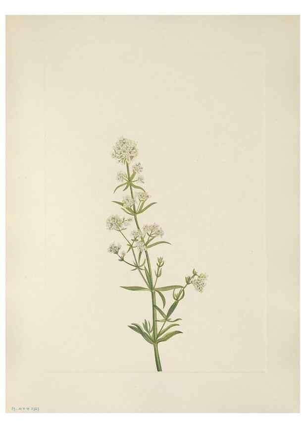 Reproducción/Reproduction 46002096075: North American wild flowers. Washington, D.C. :Smithsonian Institution,1925.. 