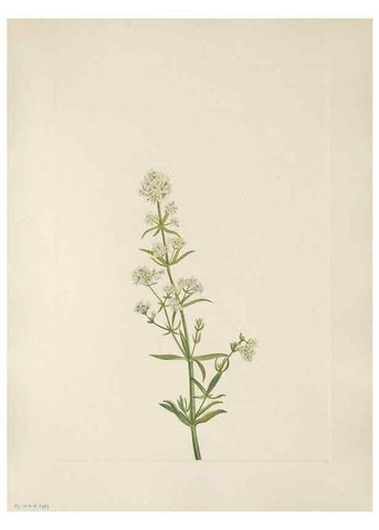 Reproducción/Reproduction 46002096075: North American wild flowers. Washington, D.C. :Smithsonian Institution,1925.. 