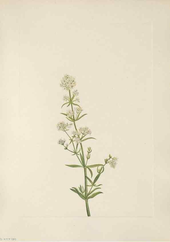 Reproducción/Reproduction 46002096075: North American wild flowers. Washington, D.C. :Smithsonian Institution,1925.. 