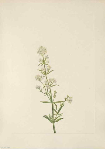 Reproducción/Reproduction 46002096075: North American wild flowers. Washington, D.C. :Smithsonian Institution,1925.. 