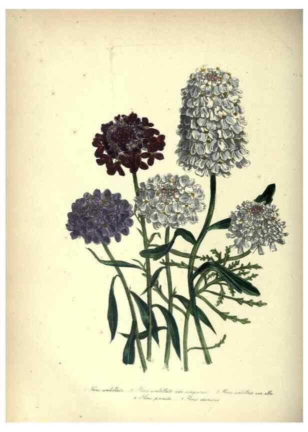 Reproducción/Reproduction 33042652608: The ladies' flower-garden of ornamental annuals.. London,W. S. Orr & co.[1849]. 