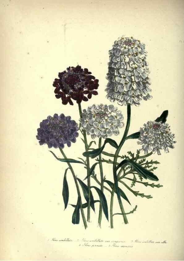 Reproducción/Reproduction 33042652608: The ladies' flower-garden of ornamental annuals.. London,W. S. Orr & co.[1849]. 