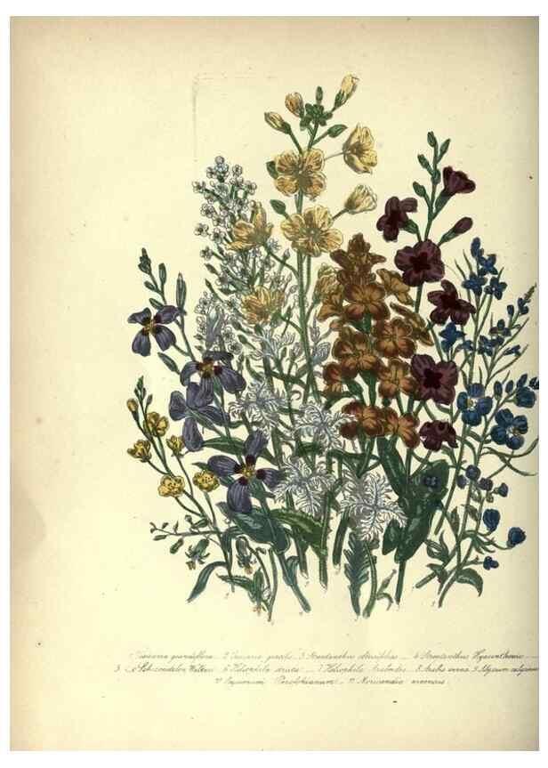 Reproducción/Reproduction 39953211713: The ladies' flower-garden of ornamental annuals.. London,W. S. Orr & co.[1849]. 