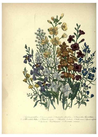 Reproducción/Reproduction 39953211713: The ladies' flower-garden of ornamental annuals.. London,W. S. Orr & co.[1849]. 