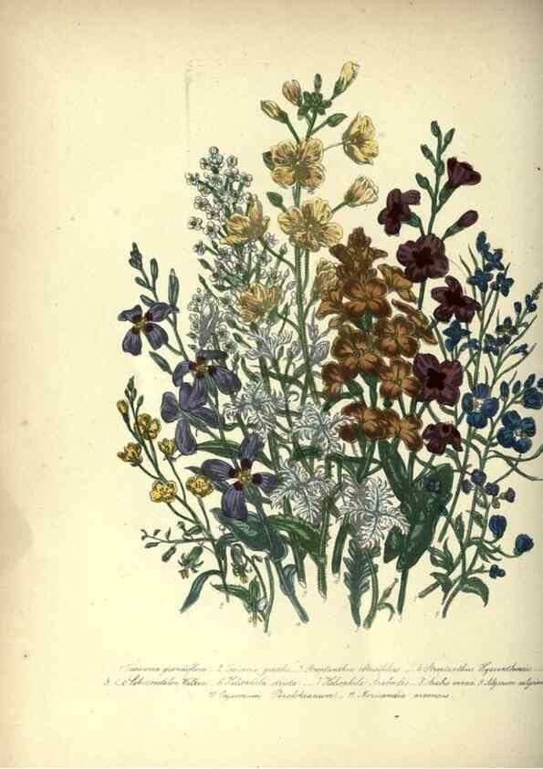 Reproducción/Reproduction 39953211713: The ladies' flower-garden of ornamental annuals.. London,W. S. Orr & co.[1849]. 