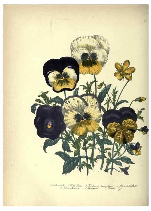Reproducción/Reproduction 33042655148: The ladies' flower-garden of ornamental annuals.. London,W. S. Orr & co.[1849]. 