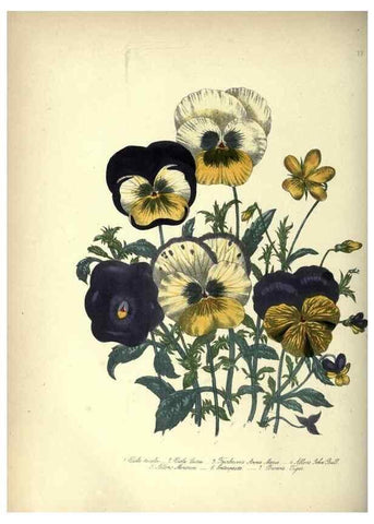 Reproducción/Reproduction 33042655148: The ladies' flower-garden of ornamental annuals.. London,W. S. Orr & co.[1849]. 