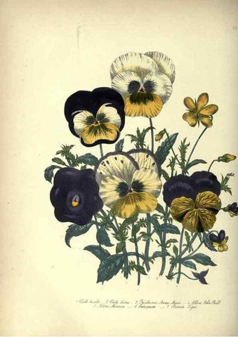 Reproducción/Reproduction 33042655148: The ladies' flower-garden of ornamental annuals.. London,W. S. Orr & co.[1849]. 