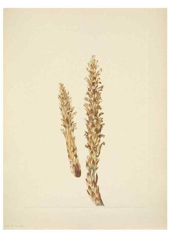 Reproducción/Reproduction 46004500255: North American wild flowers. Washington, D.C. :Smithsonian Institution,1925.. 