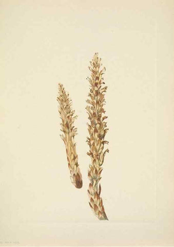Reproducción/Reproduction 46004500255: North American wild flowers. Washington, D.C. :Smithsonian Institution,1925.. 