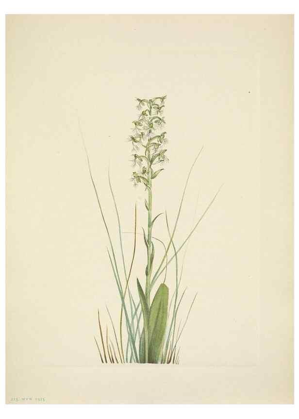 Reproducción/Reproduction 46918850151: North American wild flowers. Washington, D.C. :Smithsonian Institution,1925.. 