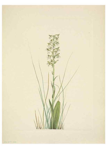 Reproducción/Reproduction 46918850151: North American wild flowers. Washington, D.C. :Smithsonian Institution,1925.. 