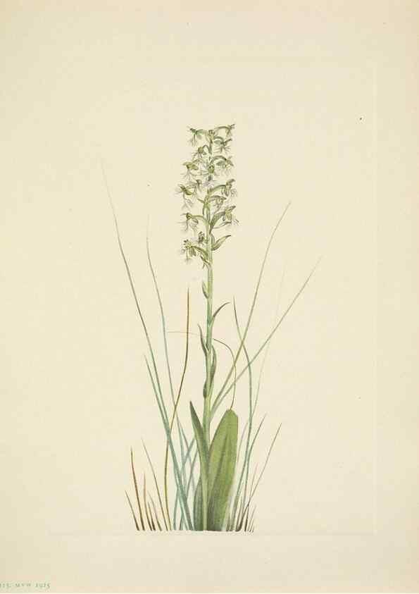 Reproducción/Reproduction 46918850151: North American wild flowers. Washington, D.C. :Smithsonian Institution,1925.. 