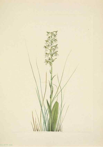 Reproducción/Reproduction 46918850151: North American wild flowers. Washington, D.C. :Smithsonian Institution,1925.. 