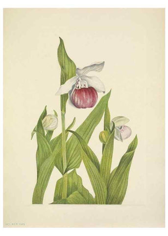 Reproducción/Reproduction 46194082764: North American wild flowers. Washington, D.C. :Smithsonian Institution,1925.. 