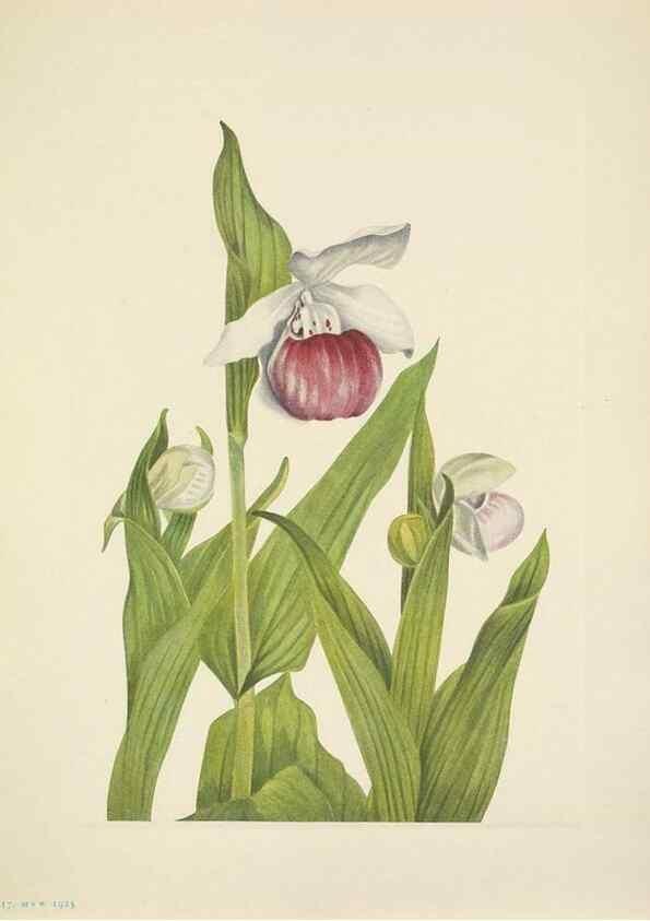 Reproducción/Reproduction 46194082764: North American wild flowers. Washington, D.C. :Smithsonian Institution,1925.. 