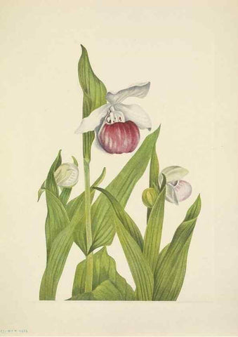 Reproducción/Reproduction 46194082764: North American wild flowers. Washington, D.C. :Smithsonian Institution,1925.. 