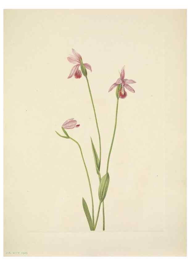 Reproducción/Reproduction 46918852971: North American wild flowers. Washington, D.C. :Smithsonian Institution,1925.. 
