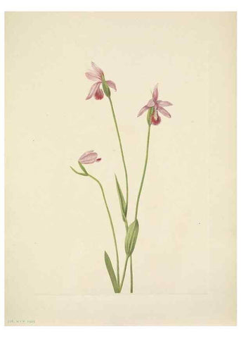 Reproducción/Reproduction 46918852971: North American wild flowers. Washington, D.C. :Smithsonian Institution,1925.. 