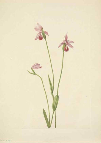 Reproducción/Reproduction 46918852971: North American wild flowers. Washington, D.C. :Smithsonian Institution,1925.. 