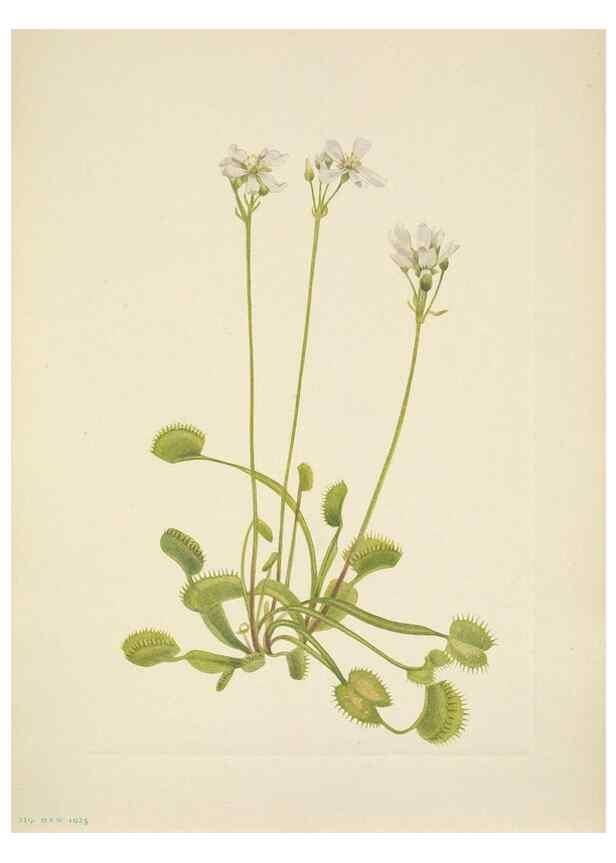 Reproducción/Reproduction 33043523748: North American wild flowers. Washington, D.C. :Smithsonian Institution,1925.. 