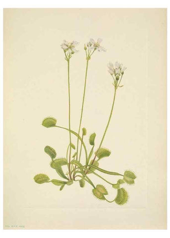Reproducción/Reproduction 33043523748: North American wild flowers. Washington, D.C. :Smithsonian Institution,1925.. 