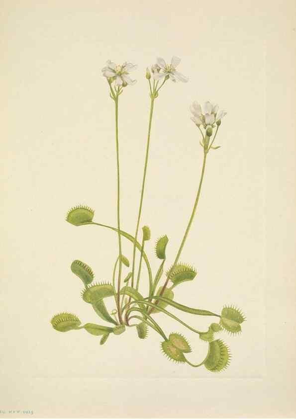 Reproducción/Reproduction 33043523748: North American wild flowers. Washington, D.C. :Smithsonian Institution,1925.. 