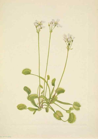 Reproducción/Reproduction 33043523748: North American wild flowers. Washington, D.C. :Smithsonian Institution,1925.. 