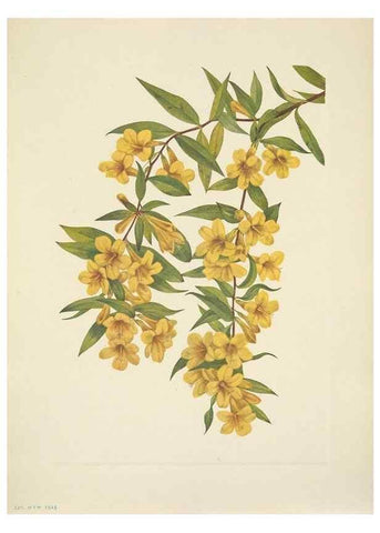 Reproducción/Reproduction 33043524758: North American wild flowers. Washington, D.C. :Smithsonian Institution,1925.. 