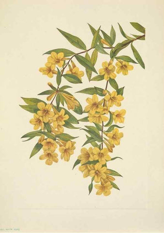 Reproducción/Reproduction 33043524758: North American wild flowers. Washington, D.C. :Smithsonian Institution,1925.. 