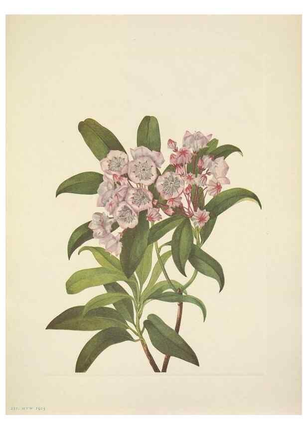 Reproducción/Reproduction 46918855881: North American wild flowers. Washington, D.C. :Smithsonian Institution,1925.. 