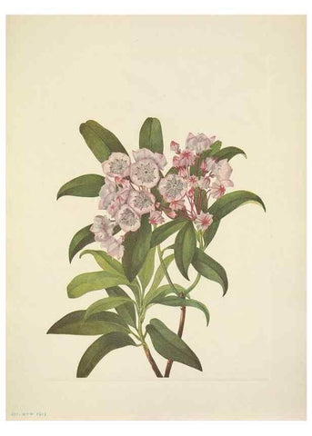 Reproducción/Reproduction 46918855881: North American wild flowers. Washington, D.C. :Smithsonian Institution,1925.. 