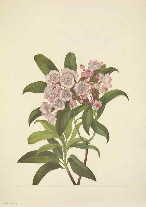 Reproducción/Reproduction 46918855881: North American wild flowers. Washington, D.C. :Smithsonian Institution,1925.. 