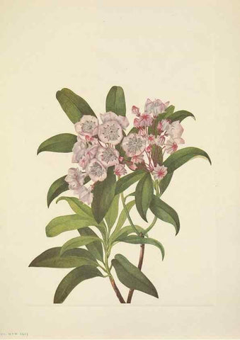 Reproducción/Reproduction 46918855881: North American wild flowers. Washington, D.C. :Smithsonian Institution,1925.. 