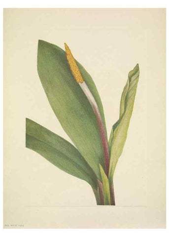 Reproducción/Reproduction 46194085104: North American wild flowers. Washington, D.C. :Smithsonian Institution,1925.. 