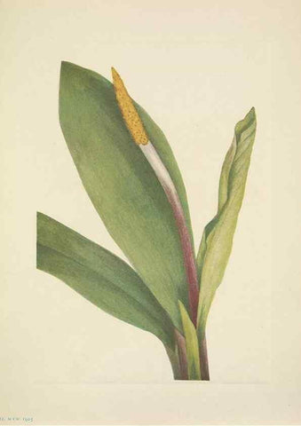 Reproducción/Reproduction 46194085104: North American wild flowers. Washington, D.C. :Smithsonian Institution,1925.. 
