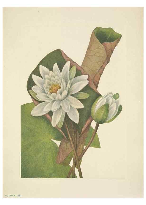 Reproducción/Reproduction 46194085754: North American wild flowers. Washington, D.C. :Smithsonian Institution,1925.. 