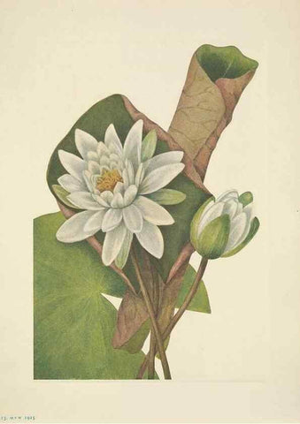 Reproducción/Reproduction 46194085754: North American wild flowers. Washington, D.C. :Smithsonian Institution,1925.. 