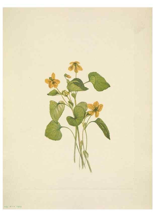 Reproducción/Reproduction 46194086364: North American wild flowers. Washington, D.C. :Smithsonian Institution,1925.. 