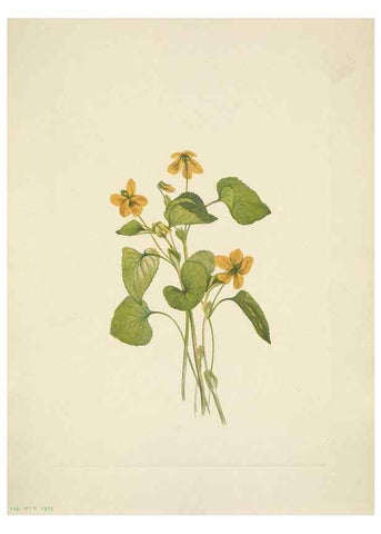 Reproducción/Reproduction 46194086364: North American wild flowers. Washington, D.C. :Smithsonian Institution,1925.. 